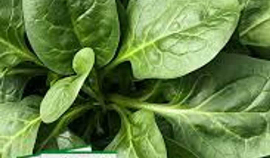 Ispanağın Faydaları Nelerdir? İşte Ispanağın O 3 Önemli Faydası