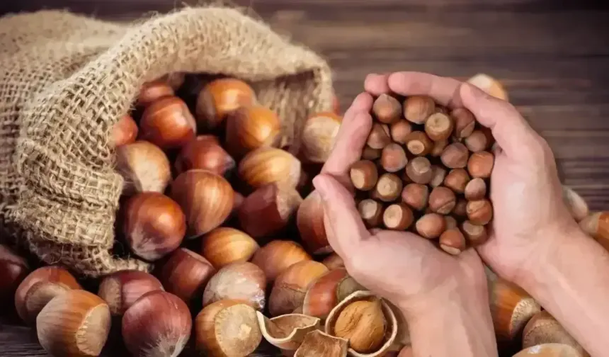 10 Şubat 2026 Güncel Fındık Fiyatları: İl İl Serbest Piyasa Verileri