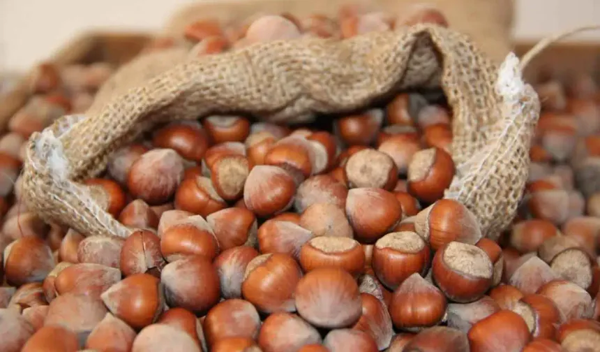 11 Şubat Çarşamba Güncel Fındık Fiyatları Açıklandı: Piyasalarda Son Durum Ne?