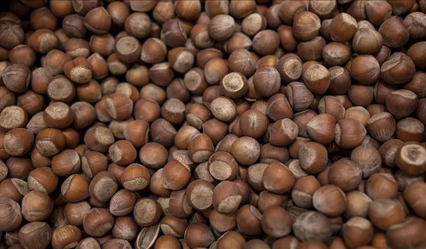 30 Mart 2026 Güncel Fındık Fiyatları: Ordu, Giresun, Trabzon ve İl İl Tam Liste