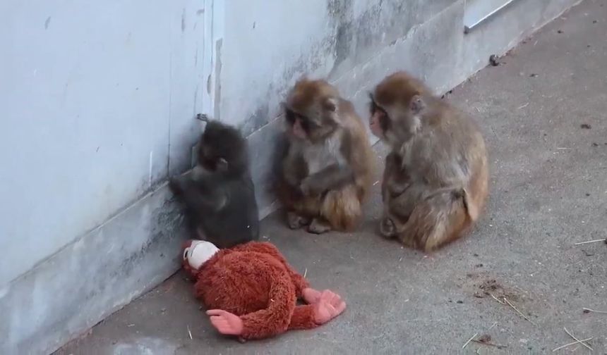 Dünyayı Ağlatan Yavru Maymun Punch’ta Mutlu Son: Peluş Oyuncağı Bıraktı, Gerçek Bir Aile Buldu!