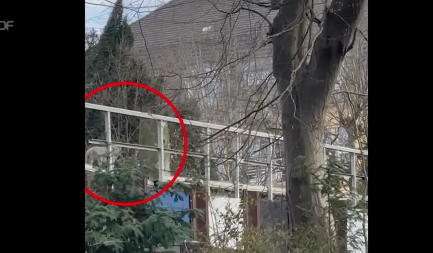 Almanya'da Süpermarket’te Kurt Kadına Saldırdı! Kadın Yaralandı