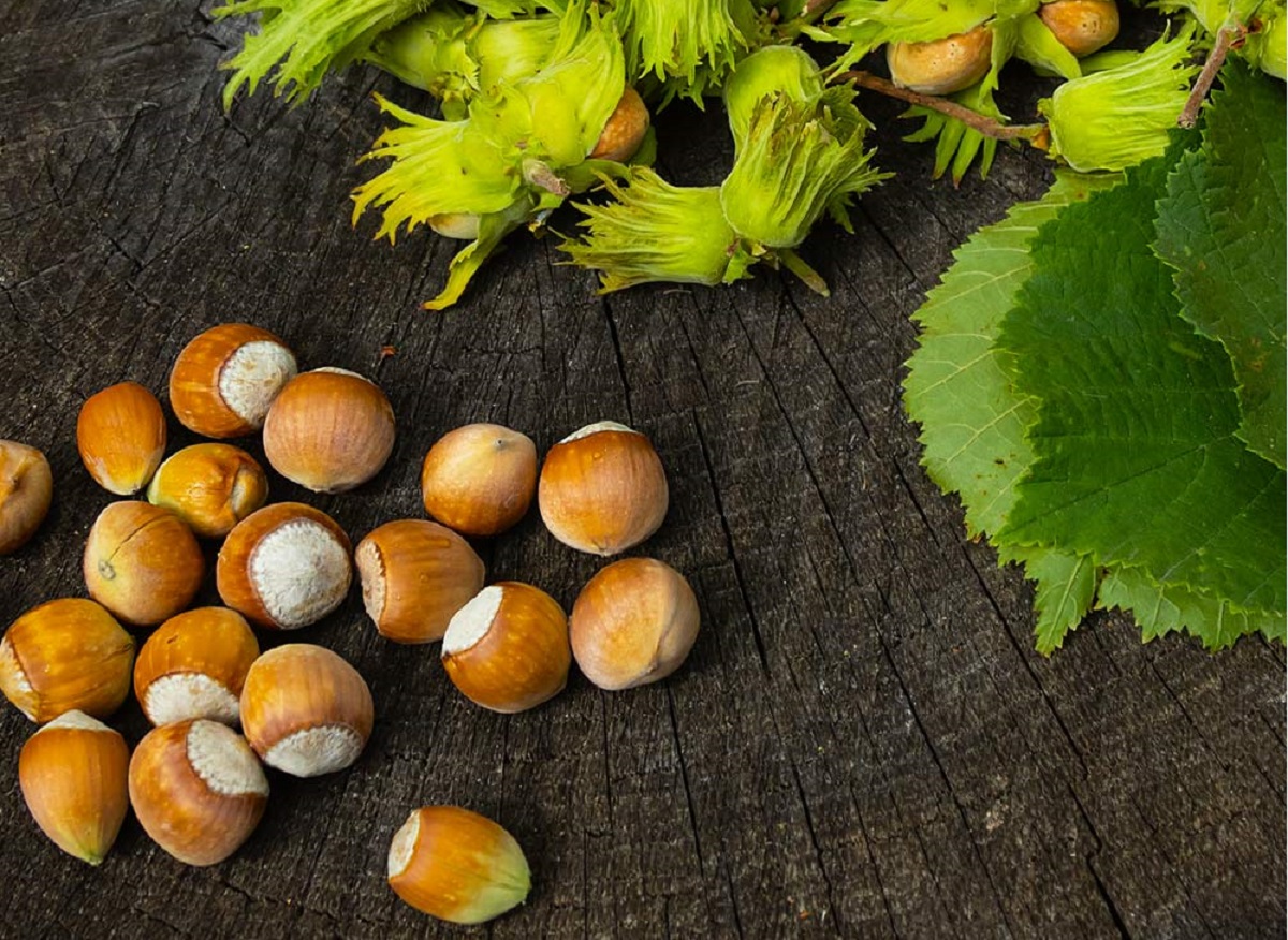 Hazelnut