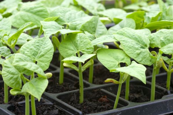 Pamukta Fasulye Nasil Yetistirilir