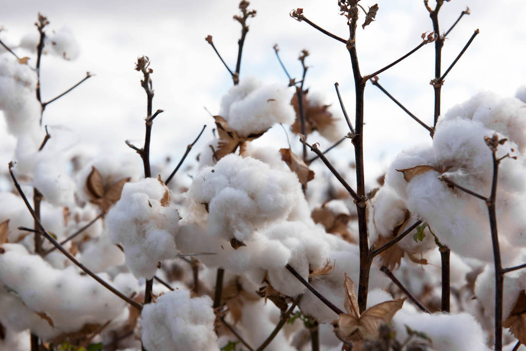 Cotton Producer