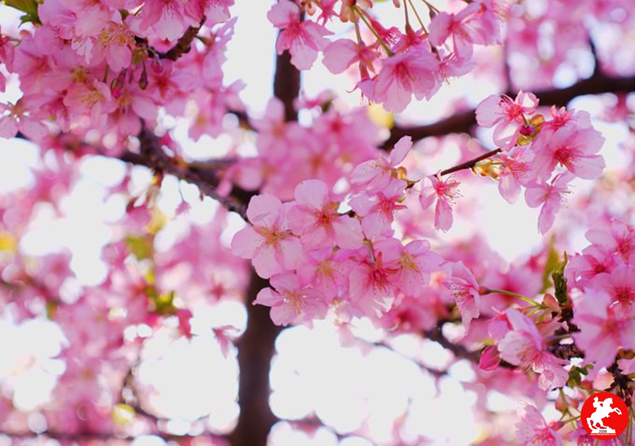 Sakura Çiçeği