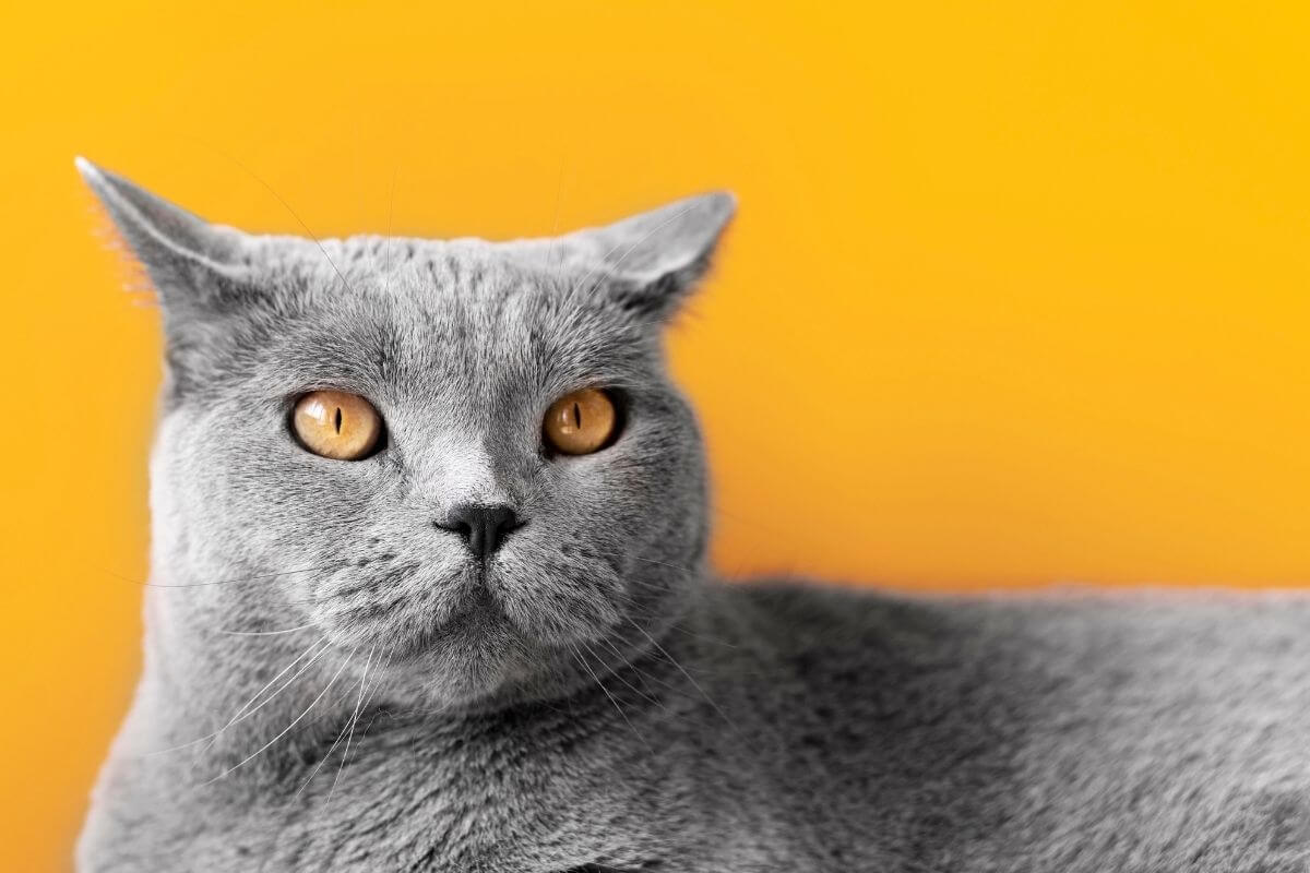 British Shorthair Fiyatlari Bakimi Ozellikleri
