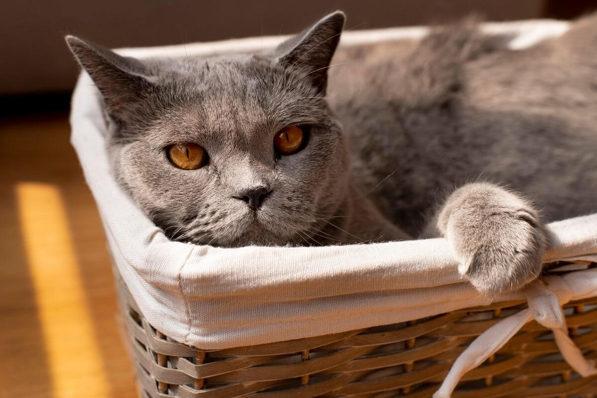 British Shorthair Ozellikleri Nelerdir