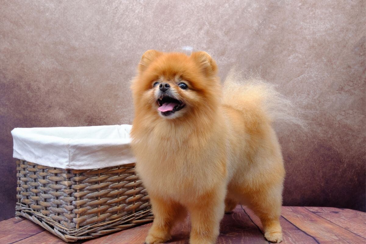 Pomeranian Boo 1