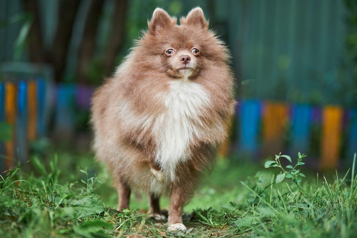 Pomeranian Boo 2