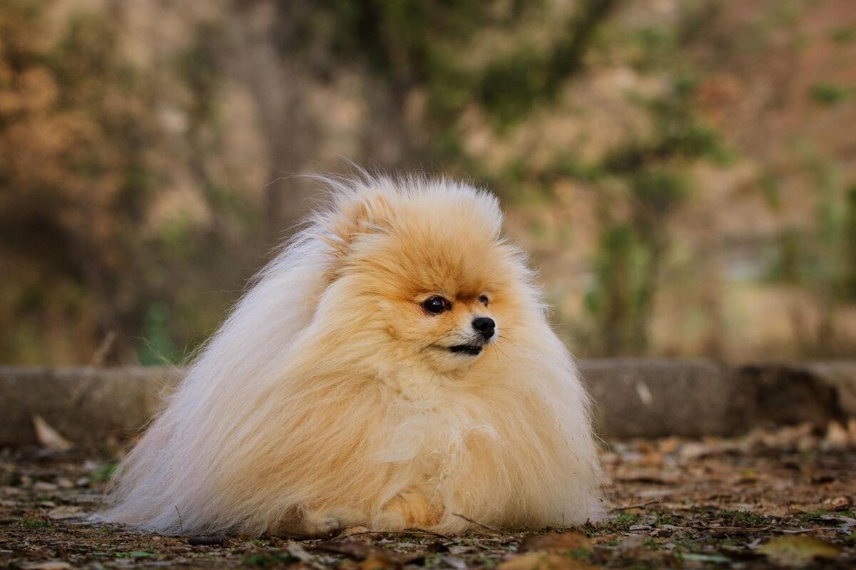 Pomeranian Boo 3
