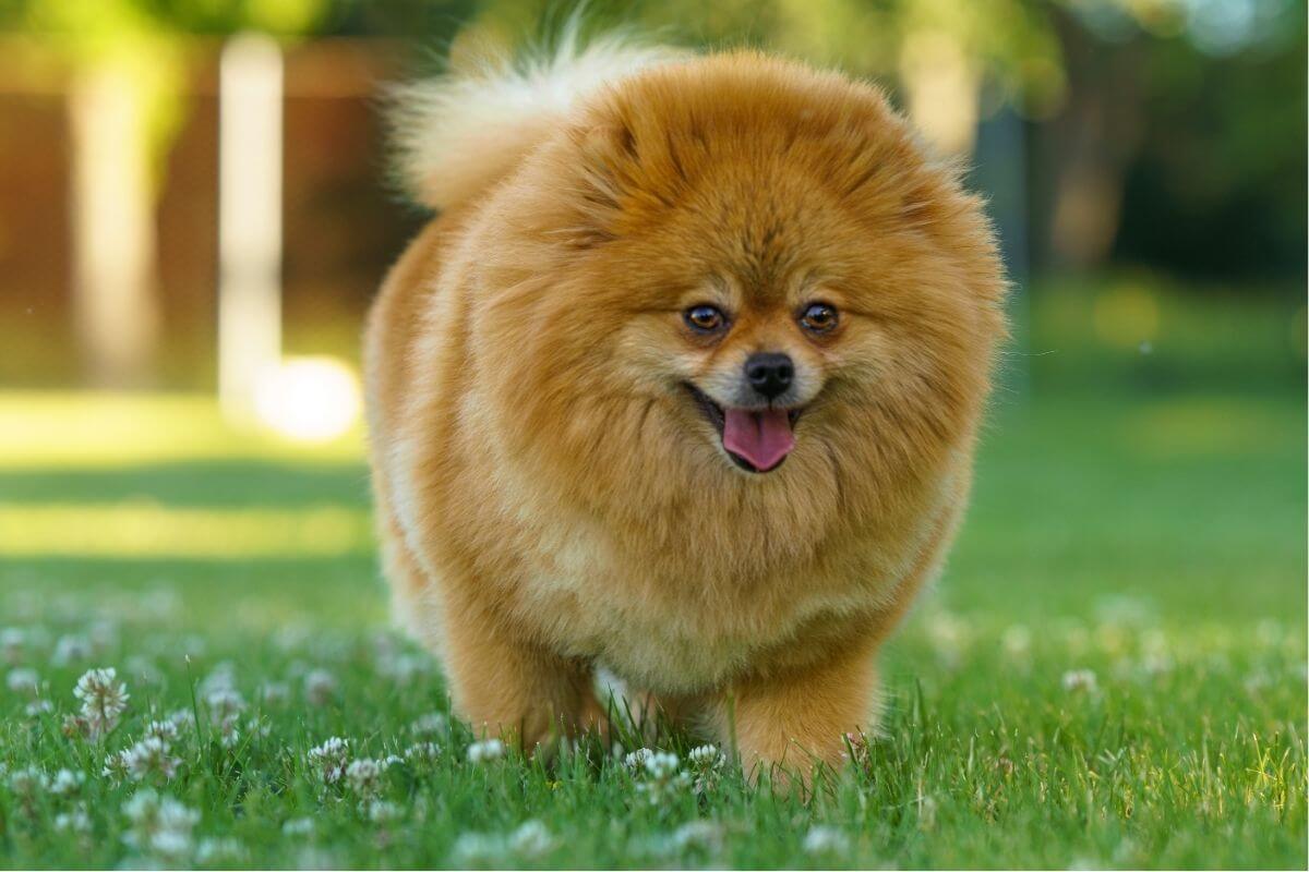 Pomeranian Boo 4