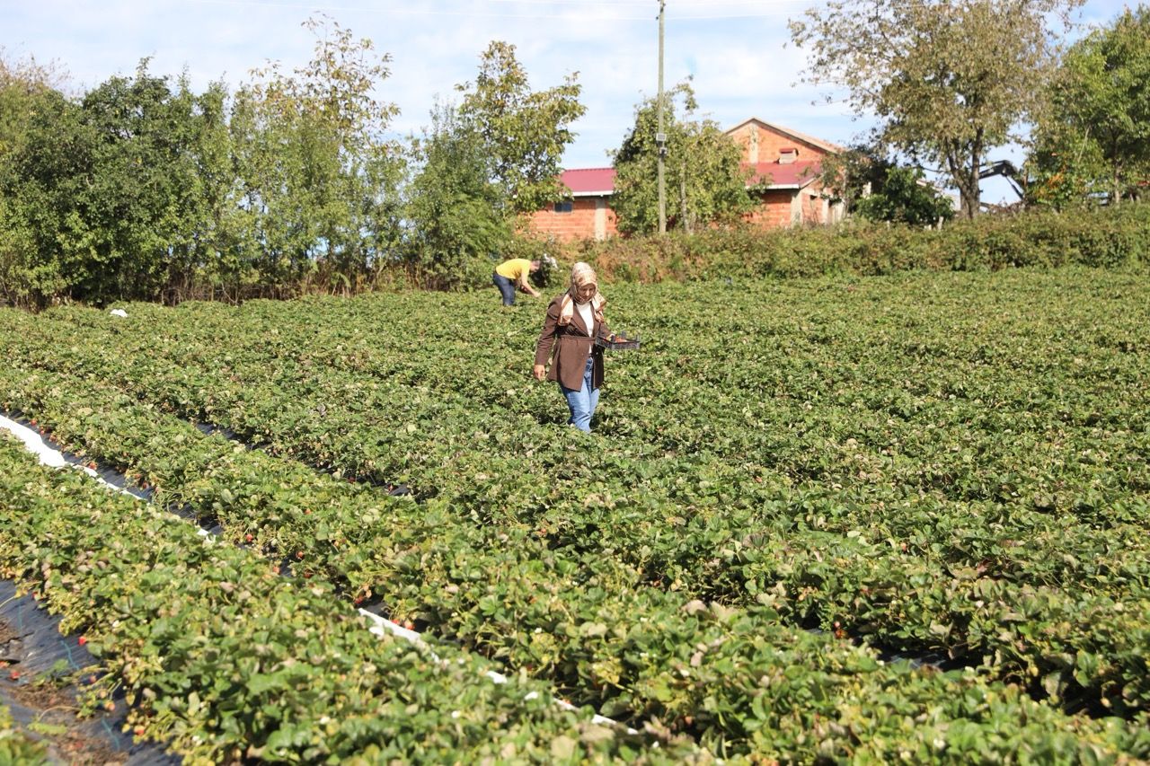 Büyük Peyzaj Mimarligindan Cilek Ureticiligine 4